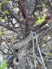 Bursera cerasiifolia