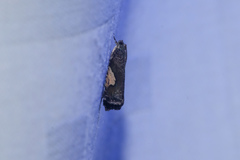 Cryptaspasma