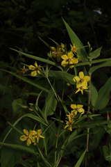 Lysimachia lanceolata