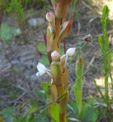 Satyrium acuminatum