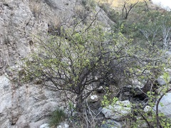 Bursera cerasiifolia