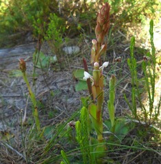 Satyrium acuminatum