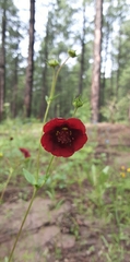 Potentilla thurberi