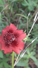 Potentilla thurberi