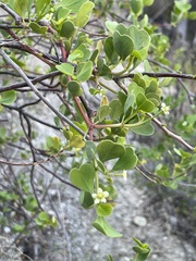 Euphorbia hindsiana