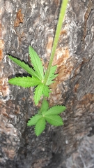 Potentilla thurberi