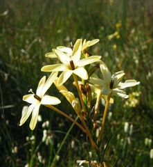 Ixia paniculata