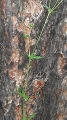 Potentilla thurberi