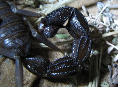 Parabuthus granulatus