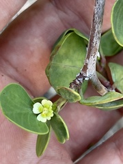 Euphorbia hindsiana