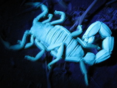 Parabuthus granulatus