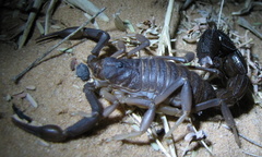 Parabuthus granulatus