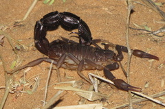 Parabuthus granulatus