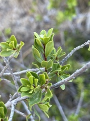 Diospyros intricata