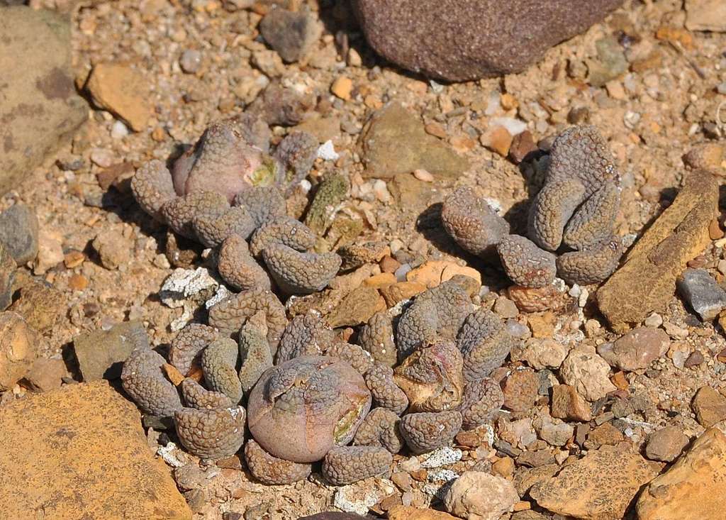 Aloinopsis loganii, Central Karoo, ZA-WC, ZA
