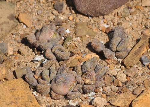 Laingsburg Wartfig (Aloinopsis loganii)