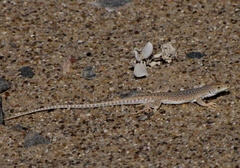 Meroles suborbitalis