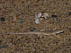 Meroles suborbitalis