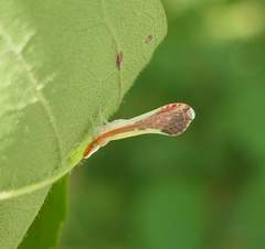 Shellenius ballii