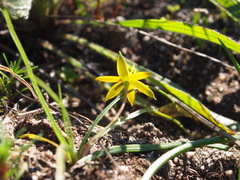 Pauridia serrata serrata