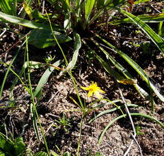 Pauridia serrata serrata