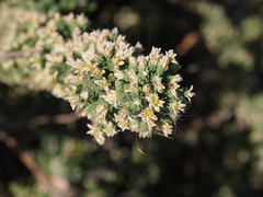 Asparagus capensis capensis