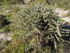 Asparagus capensis capensis