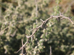 Asparagus capensis capensis