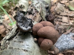 Daldinia concentrica