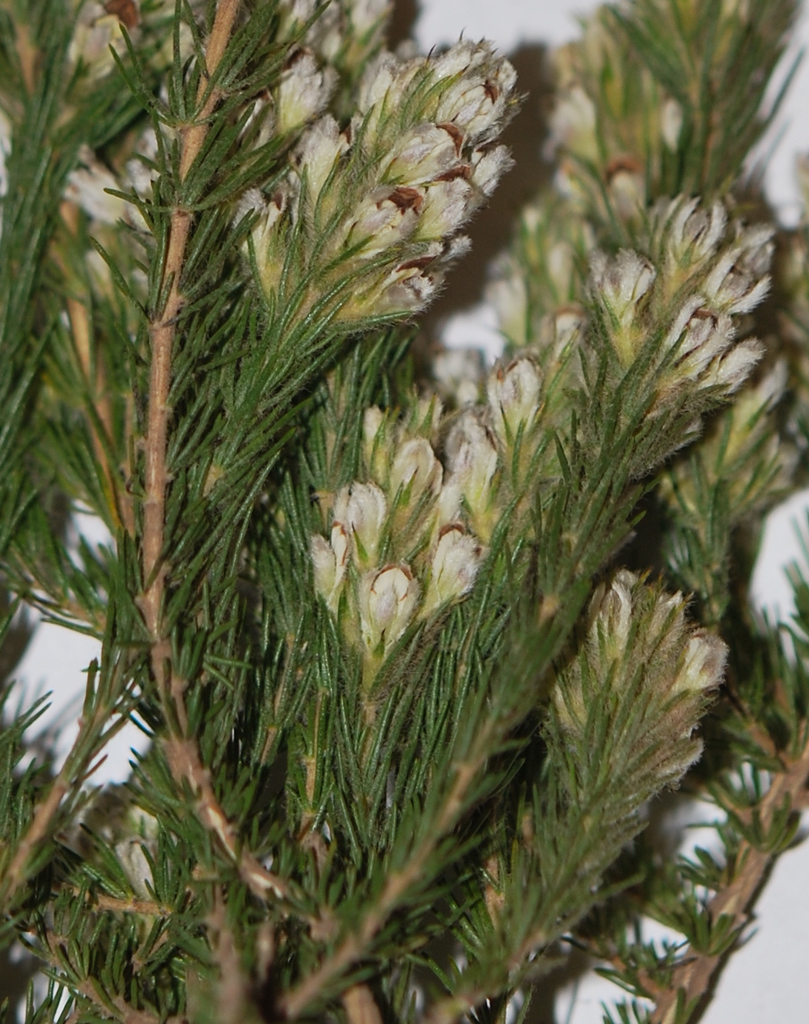 Aspalathus barbigera