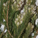 Aspalathus barbigera - Photo 由 Charles Stirton 所上傳的 (c) Charles Stirton，保留部份權利CC BY-SA