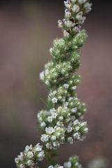 Aspalathus barbigera