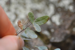 Pellaea glabella image