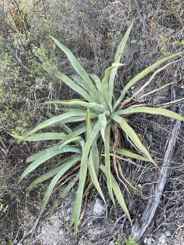 Baja California Sur Century Agave
