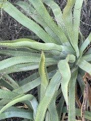 Agave aurea aurea