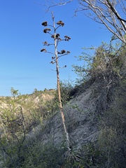 Agave aurea aurea