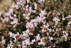 Aspalathus submissa