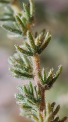 Aspalathus submissa
