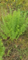 Artemisia abrotanum
