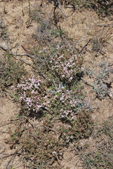 Aspalathus submissa
