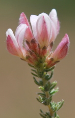 Aspalathus submissa