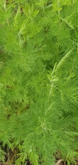 Artemisia abrotanum