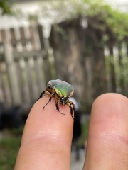 Cotinis nitida