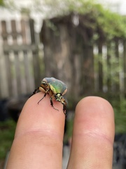 Cotinis nitida