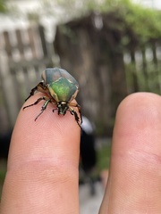 Cotinis nitida