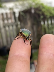 Cotinis nitida