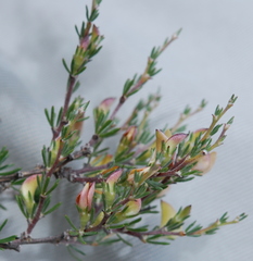 Aspalathus calcarata