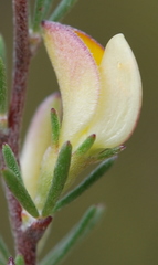 Aspalathus calcarata