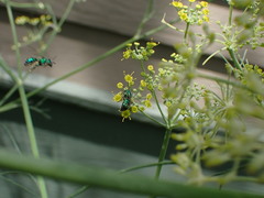 Augochlorini