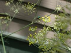 Augochlorini
